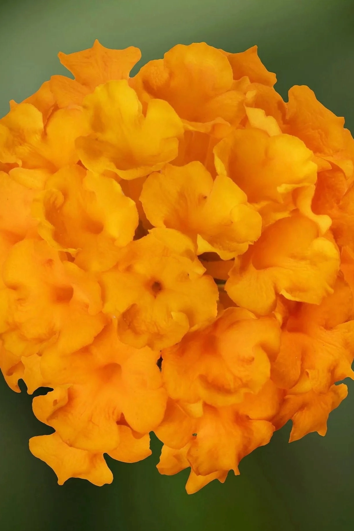 Lantana (assorted) 4.5"