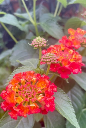 Lantana (assorted) 4.5" decorative flowerpot  