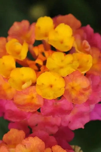 Lantana (assorted) 4.5"