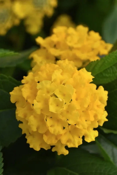 Lantana (assorted) 4.5"