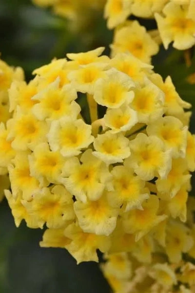 Lantana (assorted) 4.5"
