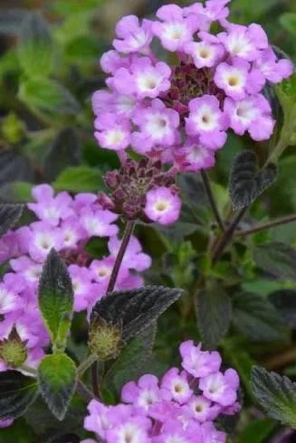 Lantana (assorted) 4.5"