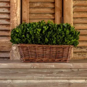 Large Preserved Boxwood Hedge In Basket dried flowers  