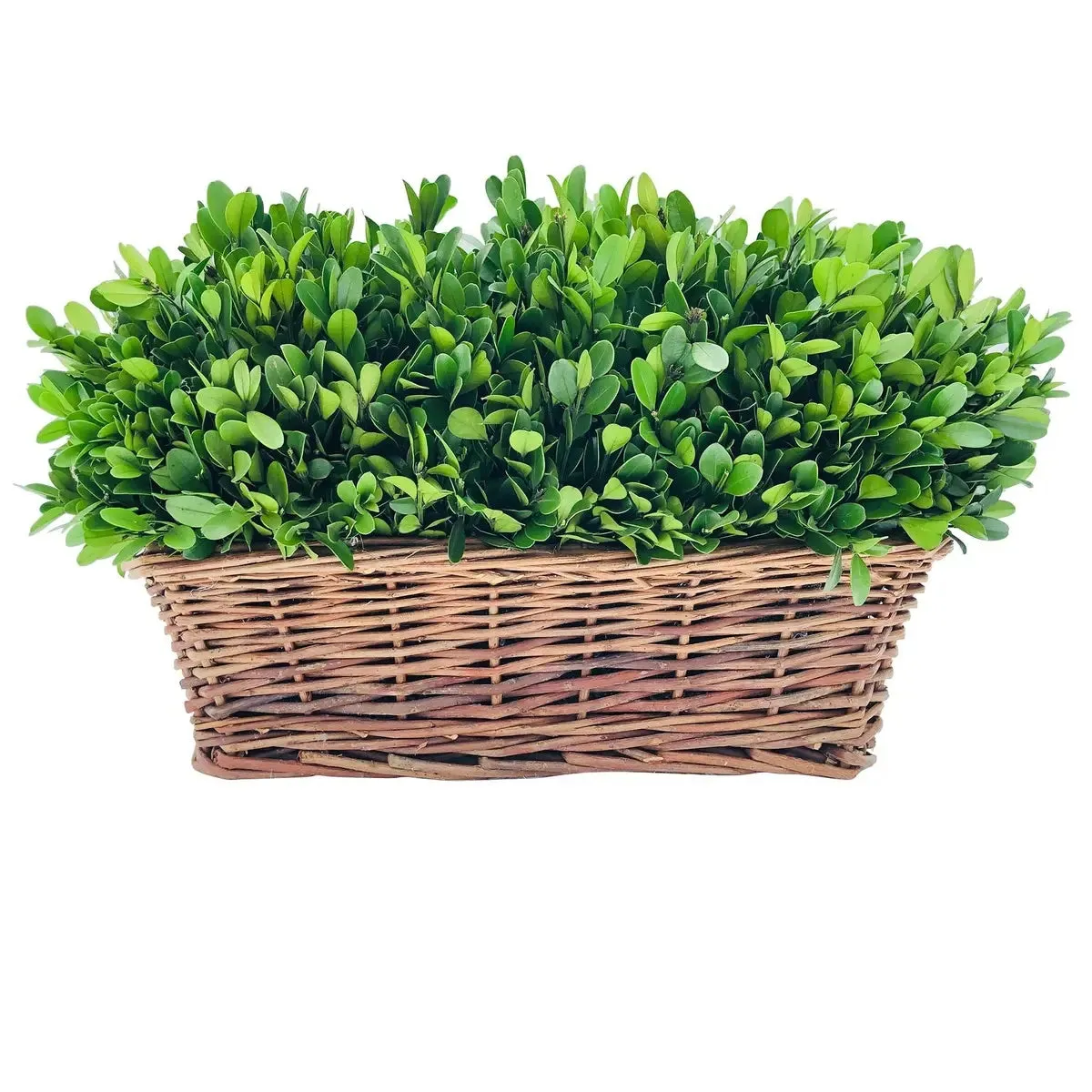 Large Preserved Boxwood Hedge In Basket