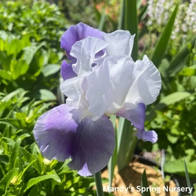Latest Style Bearded Iris | Iris germanica traditional flower vase  