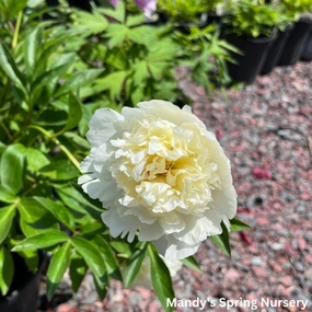 Laura Dessert Peony | Paeonia lactiflora traditional flower vase  