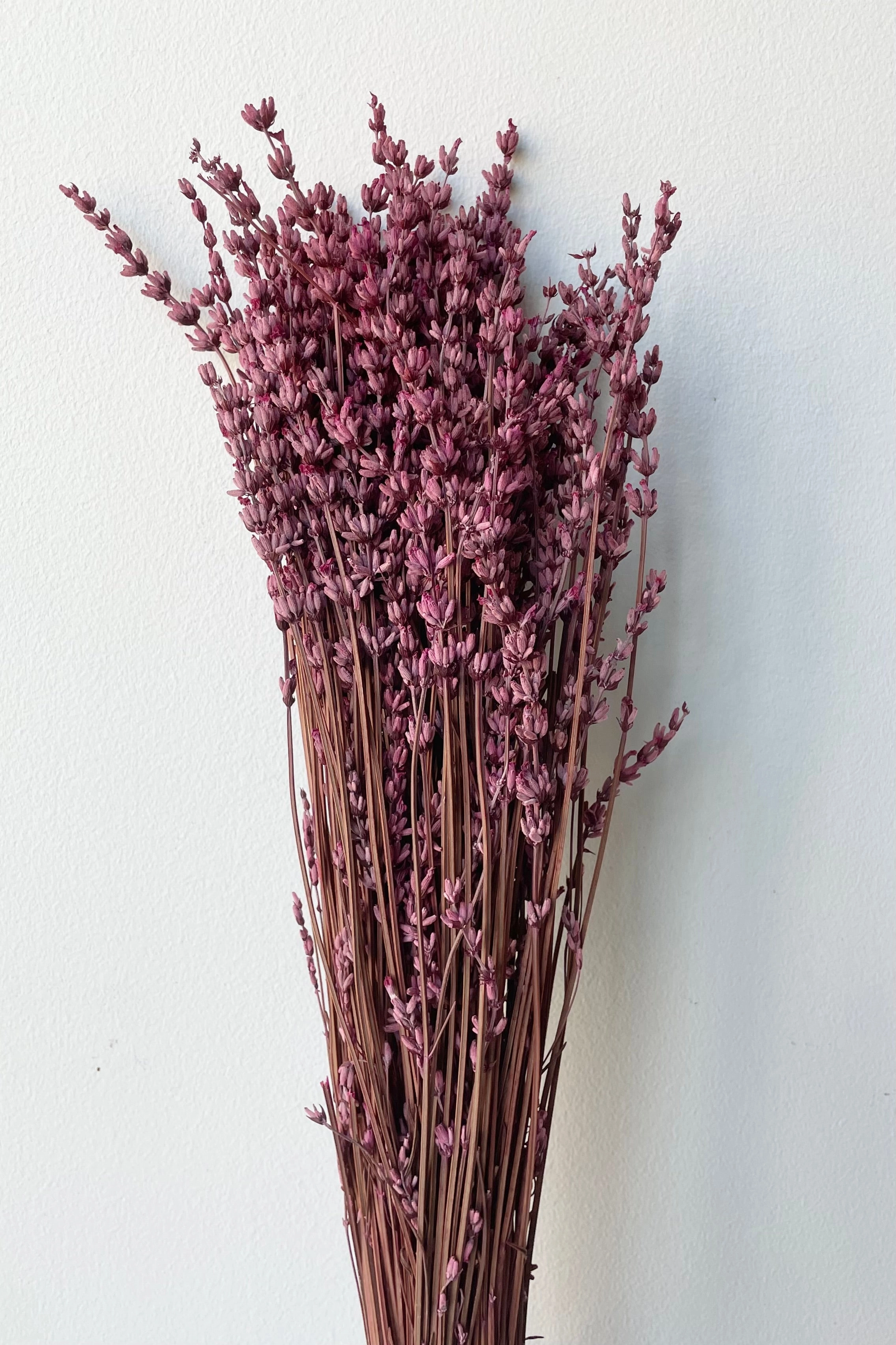 Lavandula Fuchsia Preserved Bunch indoor houseplants  