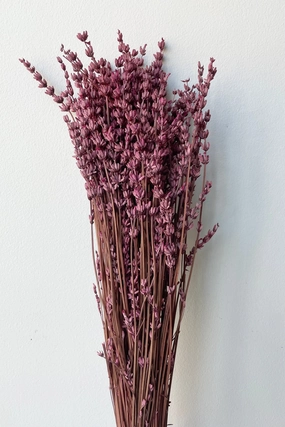 Lavandula Fuchsia Preserved Bunch indoor houseplants  