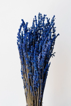 Lavandula Indigo Preserved Bunch indoor houseplants  