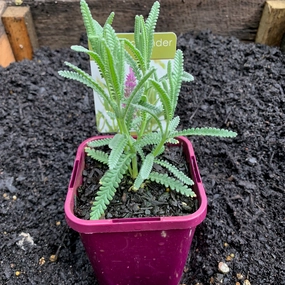 Lavender 'French' small flower pot  