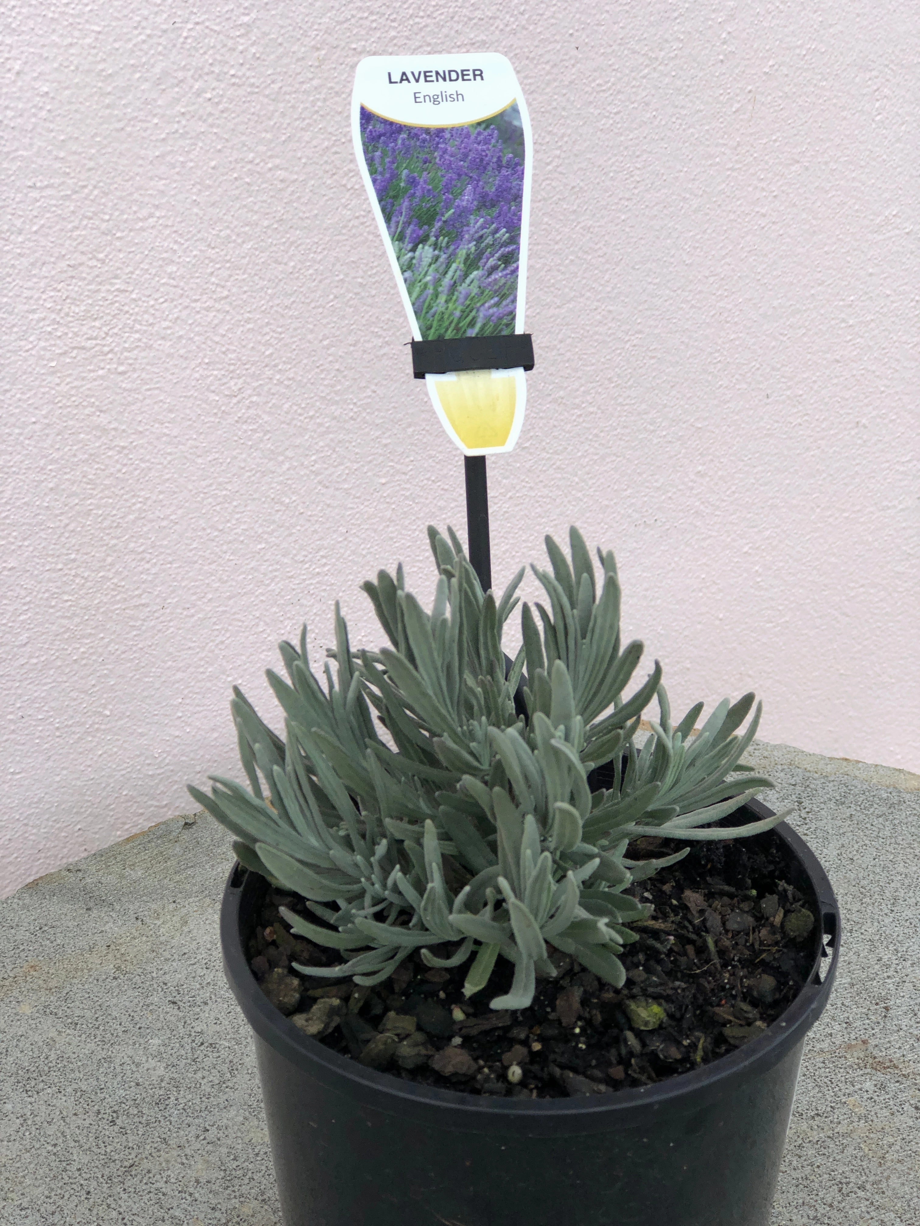 Lavender English small flower pot  