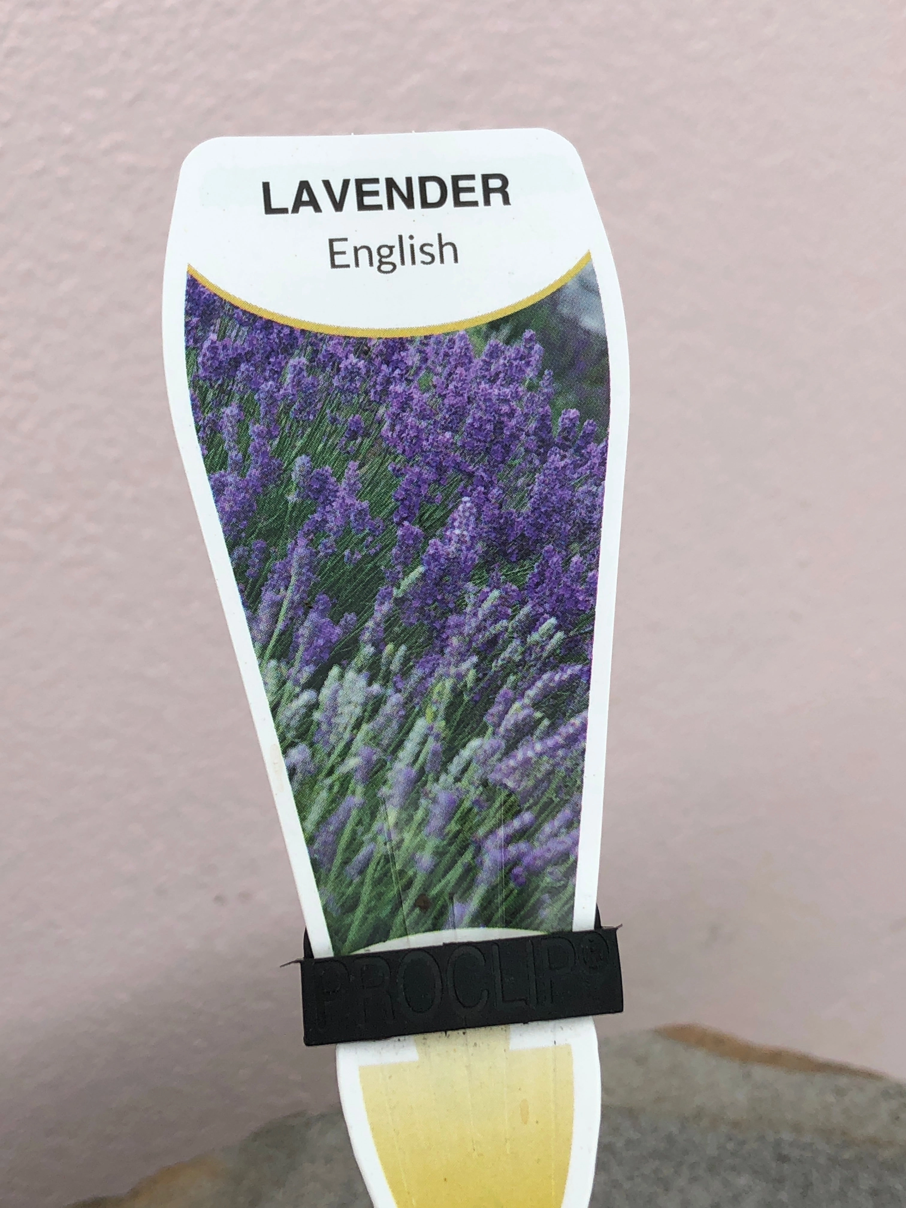 Lavender English