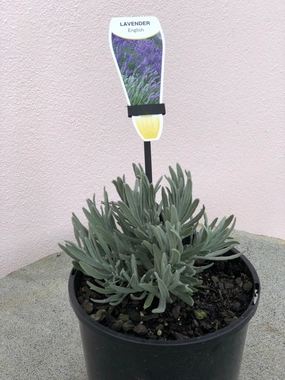 Lavender English small flower pot  