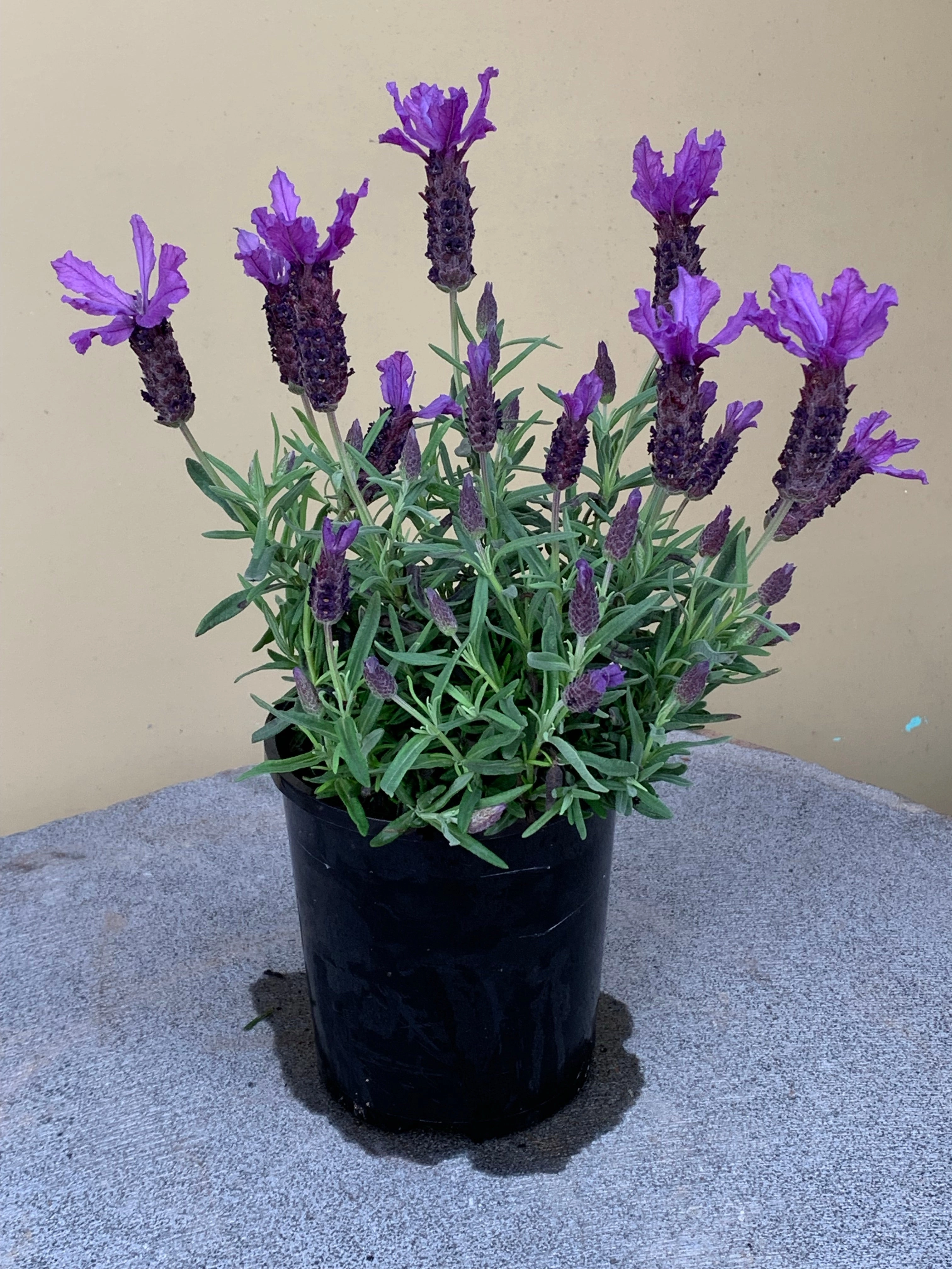 Lavender Javelin Forte Deep Purple