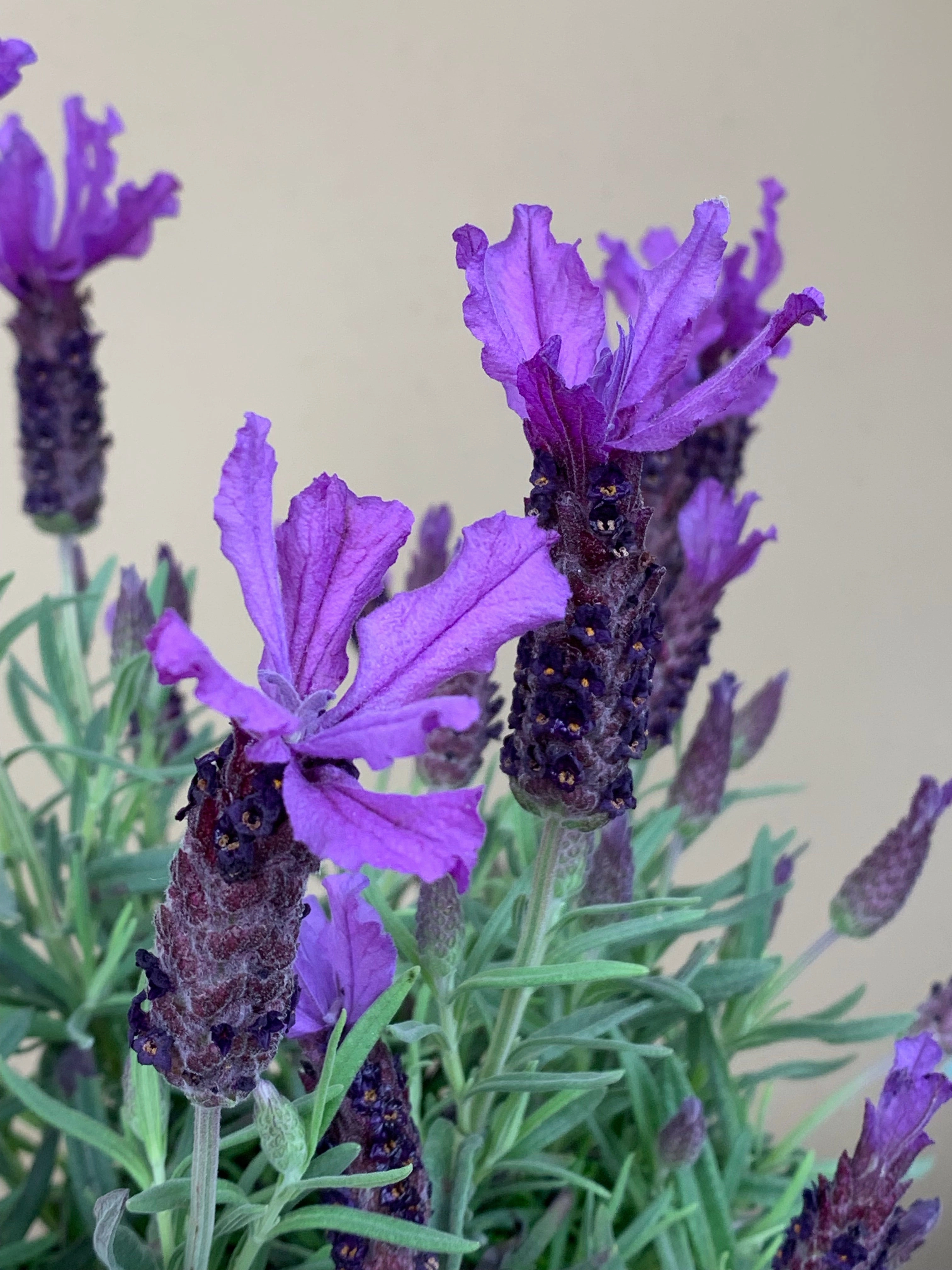 Lavender Javelin Forte Deep Purple small flower pot  