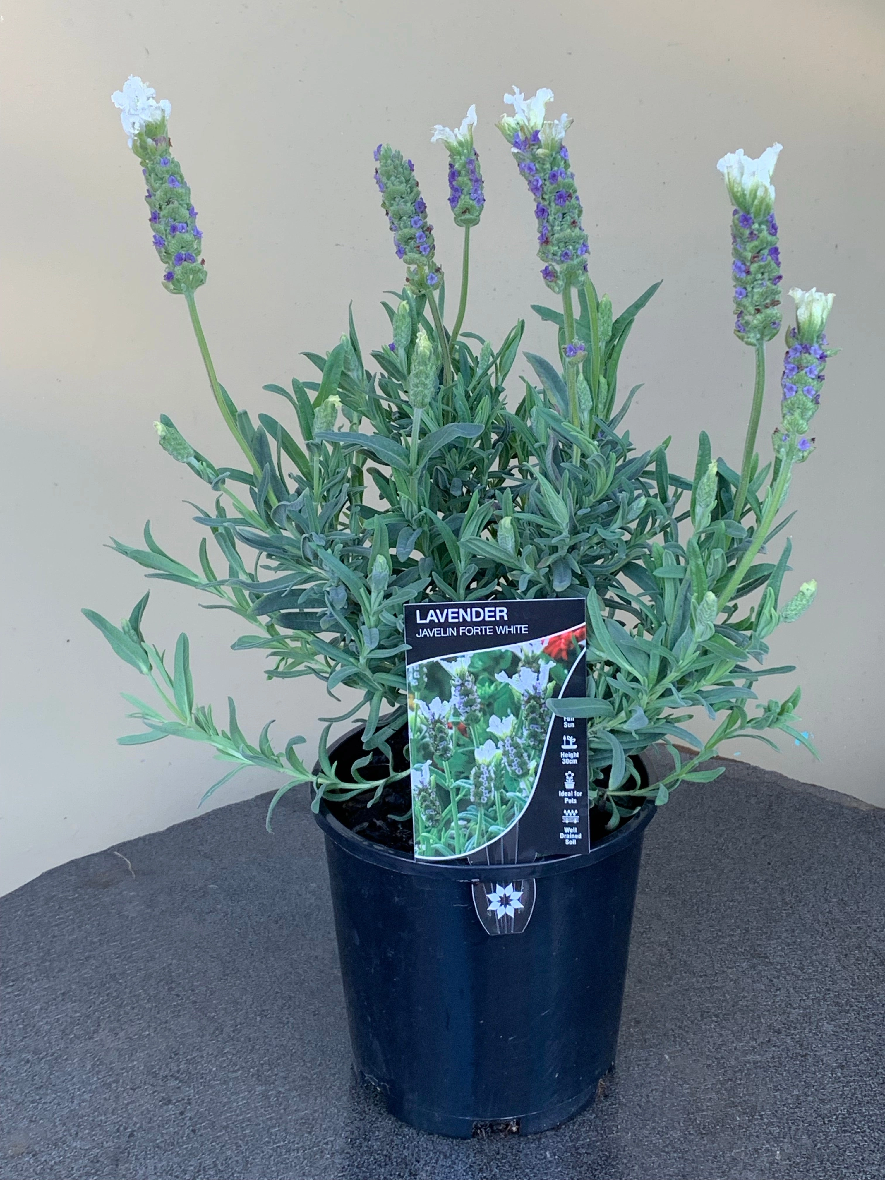 Lavender Javelin Forte White