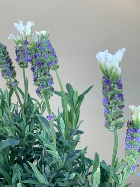 Lavender Javelin Forte White small flower pot  