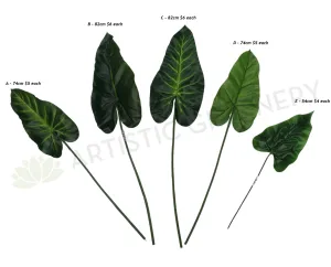LEA0004 Calla Lily / Elephant Ear Single Leaf dried green plant  