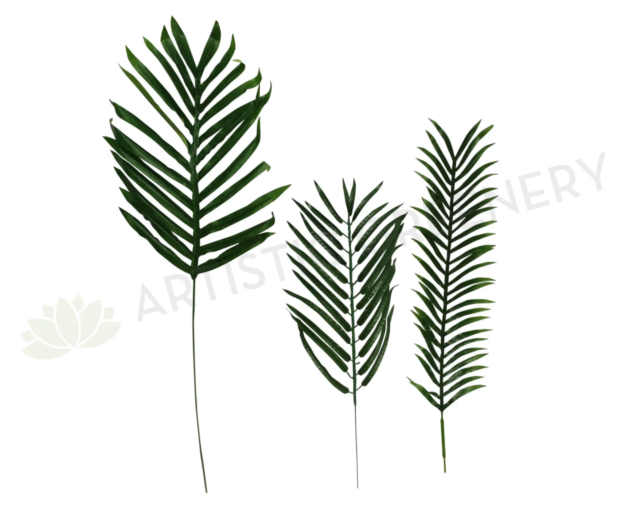 LEA0012 Arcea Palm Single Leaf  3 Sizes dried green plant  