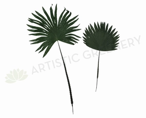 LEA0013/14 Single Stem Fan Palm Leaf 2 Sizes xl flower pot  
