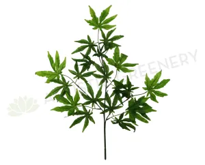 LEA0021(b) Maple Leaf Spray Green dried green plant  