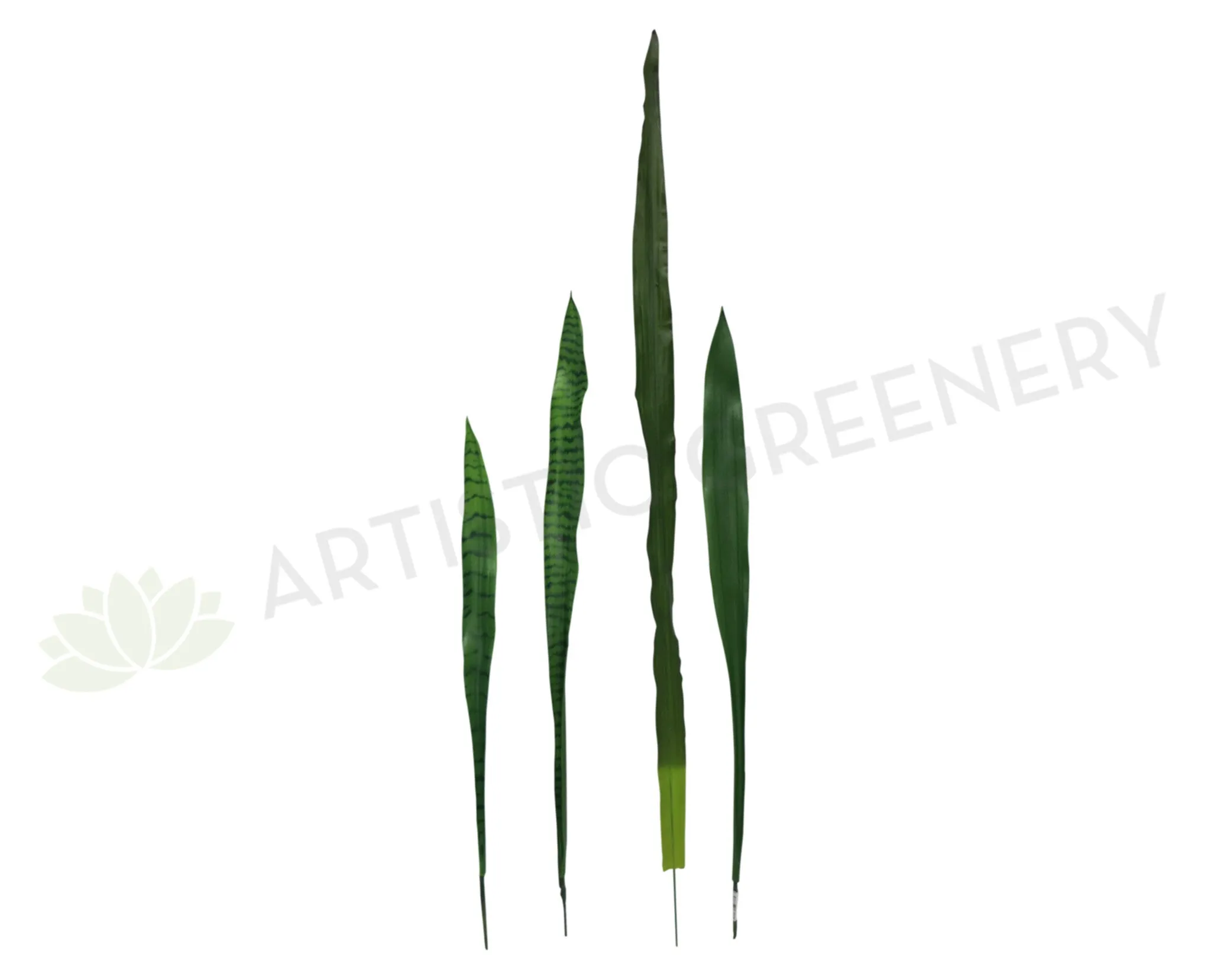 LEA0042 Snake Plant Single Leaf & LEA0041 Flax Single Leaf dried green plant  