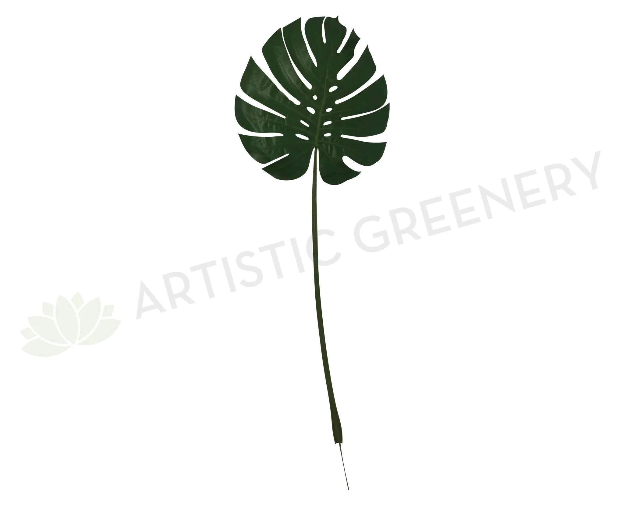 LEA0043 Monsteria / Swiss Cheese Plant Single Leaf 87cm dried green plant  