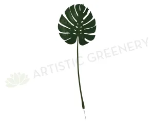 LEA0043 Monsteria / Swiss Cheese Plant Single Leaf 87cm dried green plant  