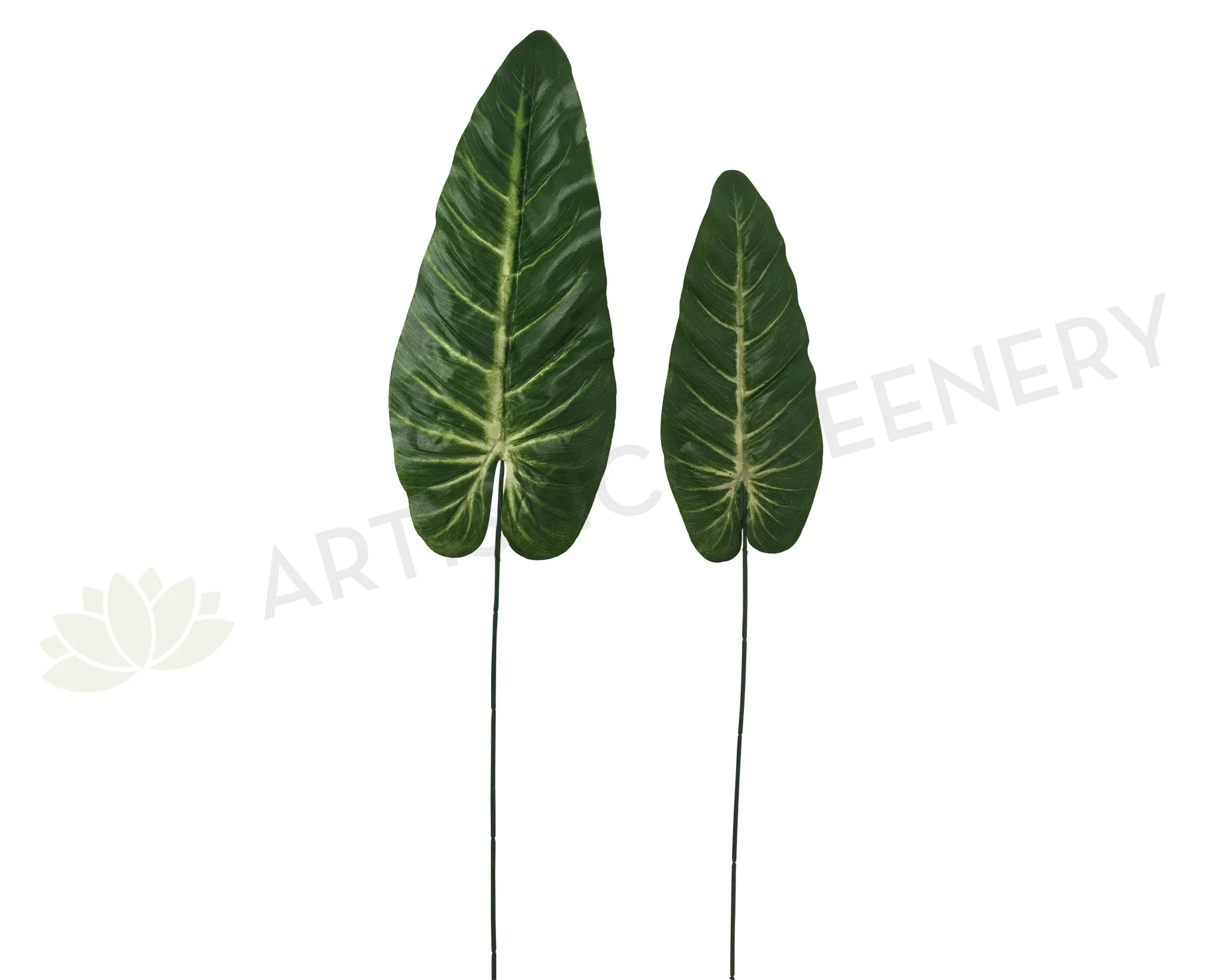 LEA0044 Elephant Ear Single Leaf 2 sizes dried green plant  