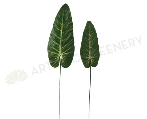 LEA0044 Elephant Ear Single Leaf 2 sizes dried green plant  