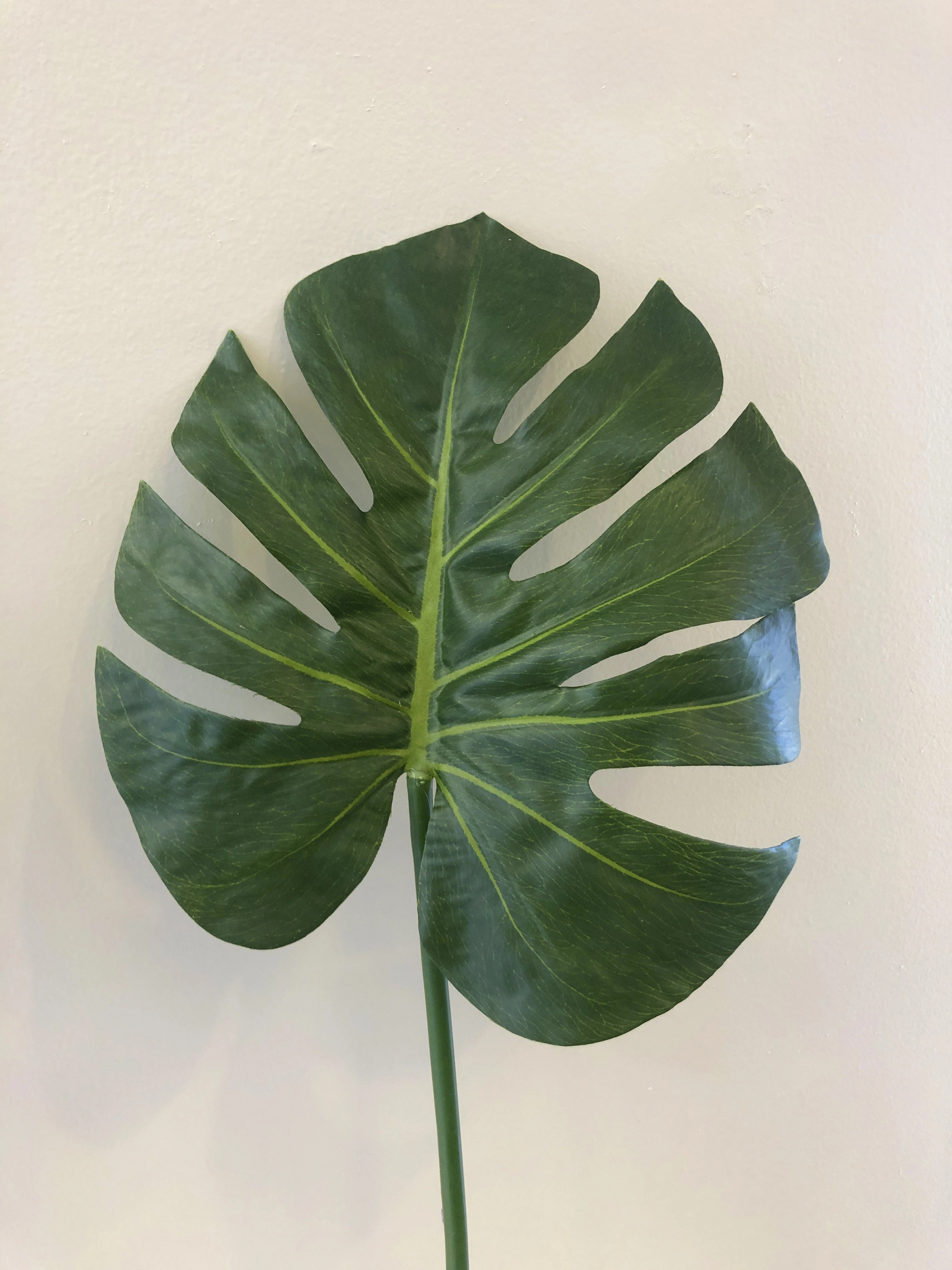 LEA0052 Monstera / Split Philo / Swiss Cheese Plant Single Leaf( Real Touch Quality) 3 Sizes