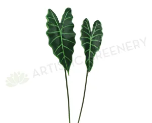 LEA0060 Alocasia Single Leaf 2 Sizes Green dried green plant  