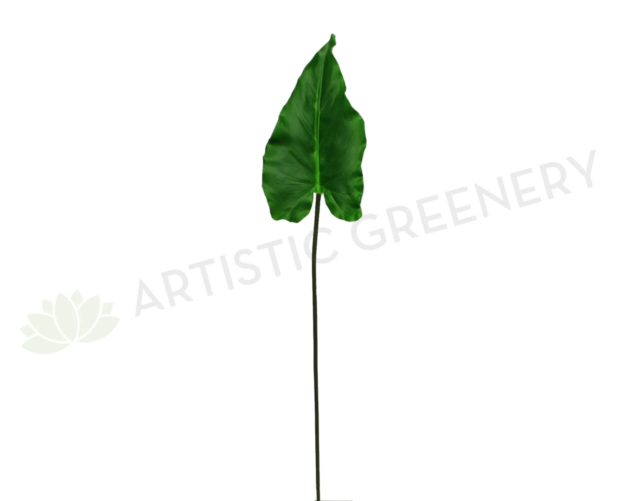 LEA0061 Calla Lily / Elephant Ear Single Leaf 2 sizes dried green plant  