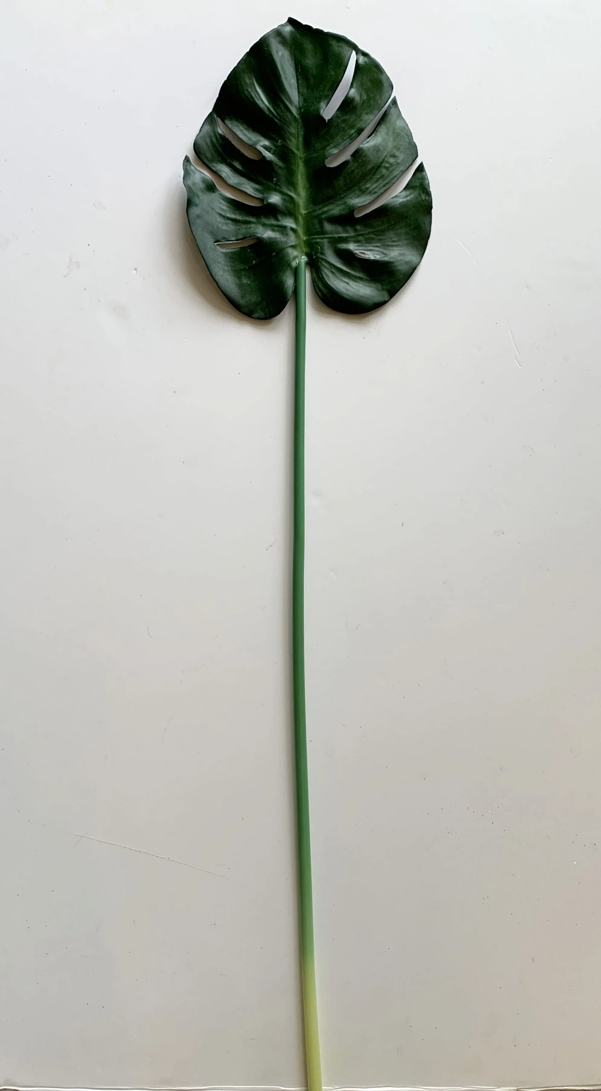 LEA0071 Monstera / Swiss Cheese Plant Single Leaf 72cm CLEARANCE STOCK