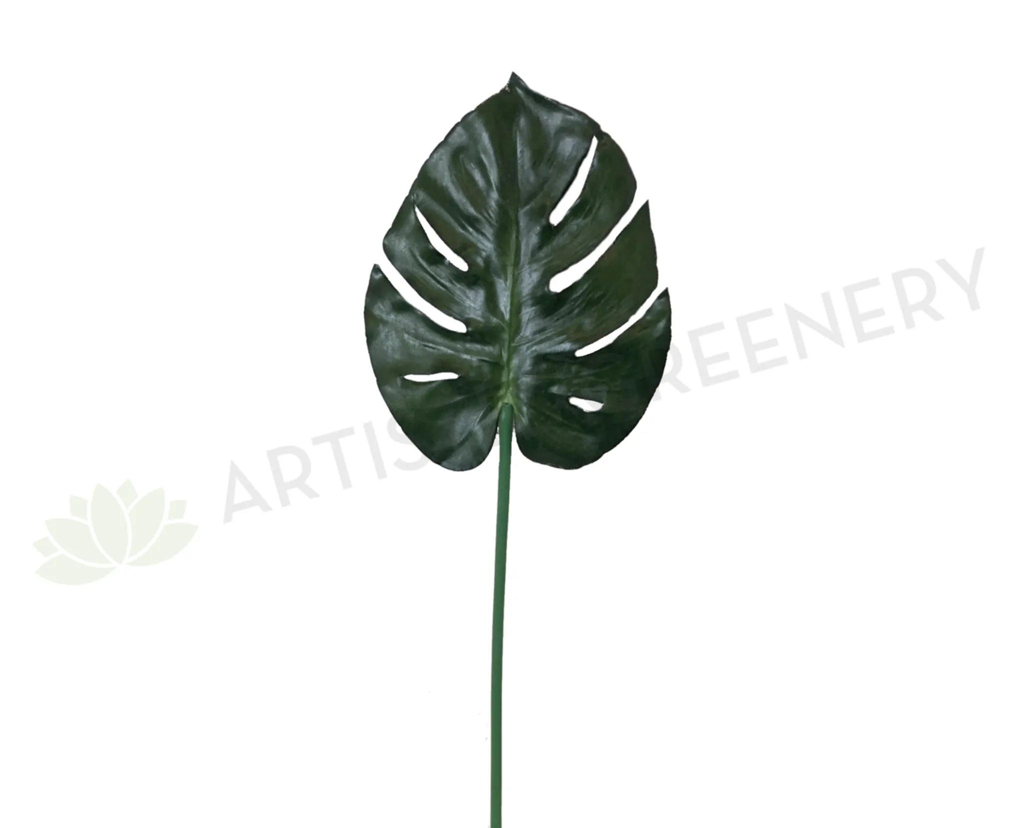 LEA0071 Monstera / Swiss Cheese Plant Single Leaf 72cm CLEARANCE STOCK dried green plant  