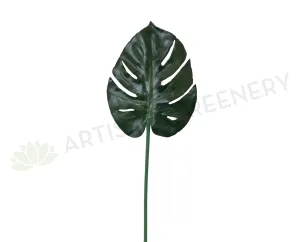 LEA0071 Monstera / Swiss Cheese Plant Single Leaf 72cm CLEARANCE STOCK dried green plant  