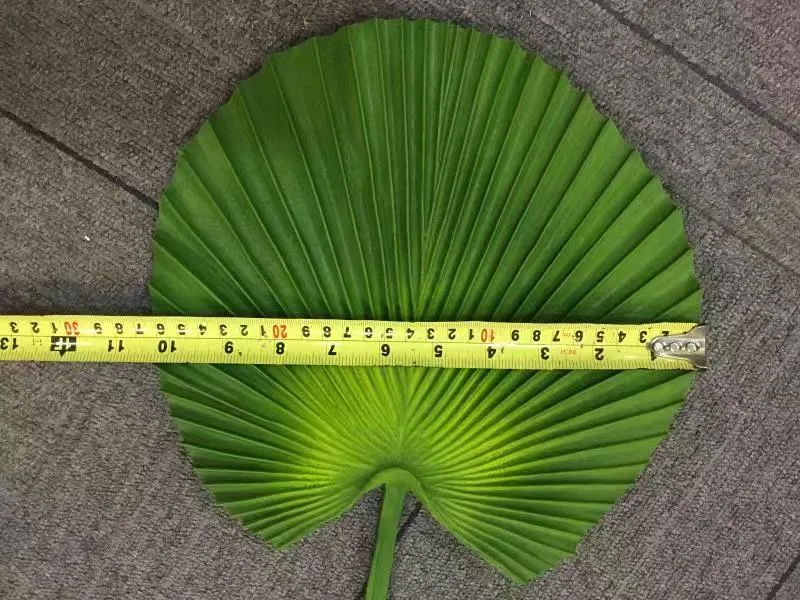 LEA0072 Licuala Grandis Ruffled Fan Palm (Single Leaf) Real Touch Quality 2 Sizes