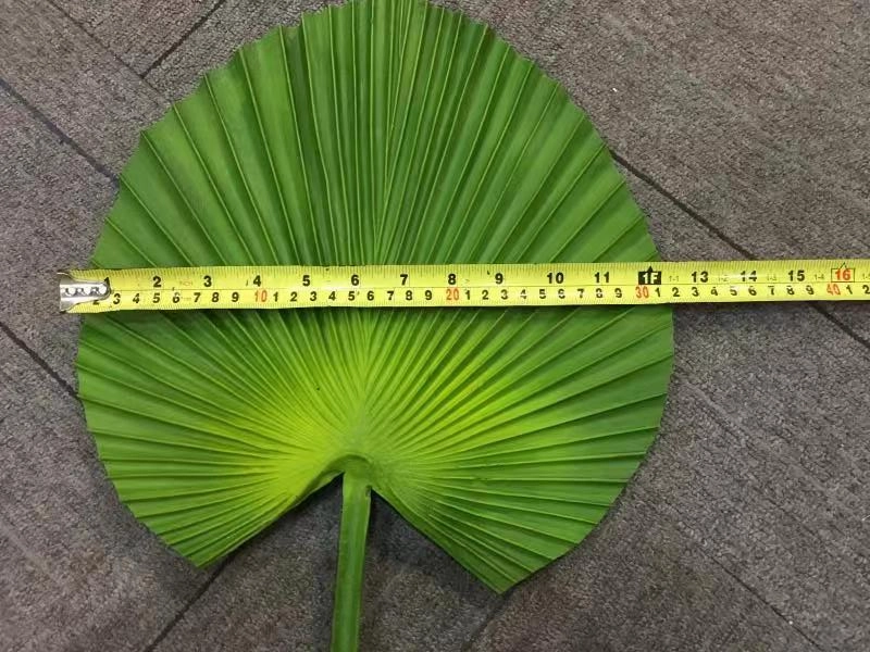 LEA0072 Licuala Grandis Ruffled Fan Palm (Single Leaf) Real Touch Quality 2 Sizes
