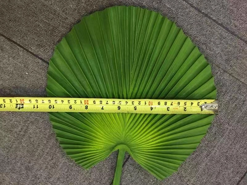LEA0072 Licuala Grandis Ruffled Fan Palm (Single Leaf) Real Touch Quality 2 Sizes