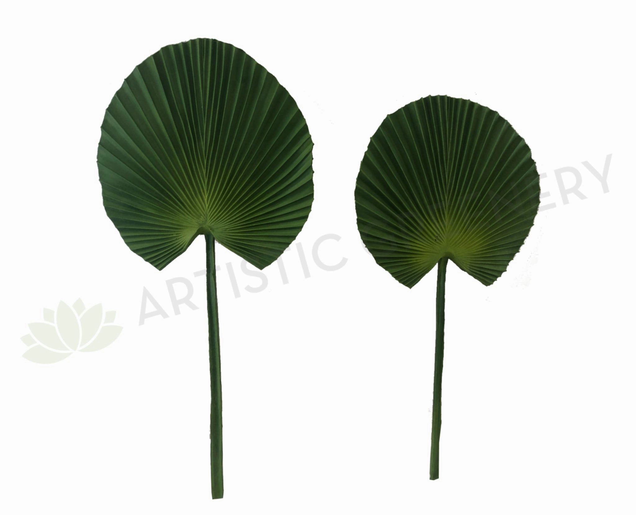 LEA0072 Licuala Grandis Ruffled Fan Palm (Single Leaf) Real Touch Quality 2 Sizes xl flower pot  