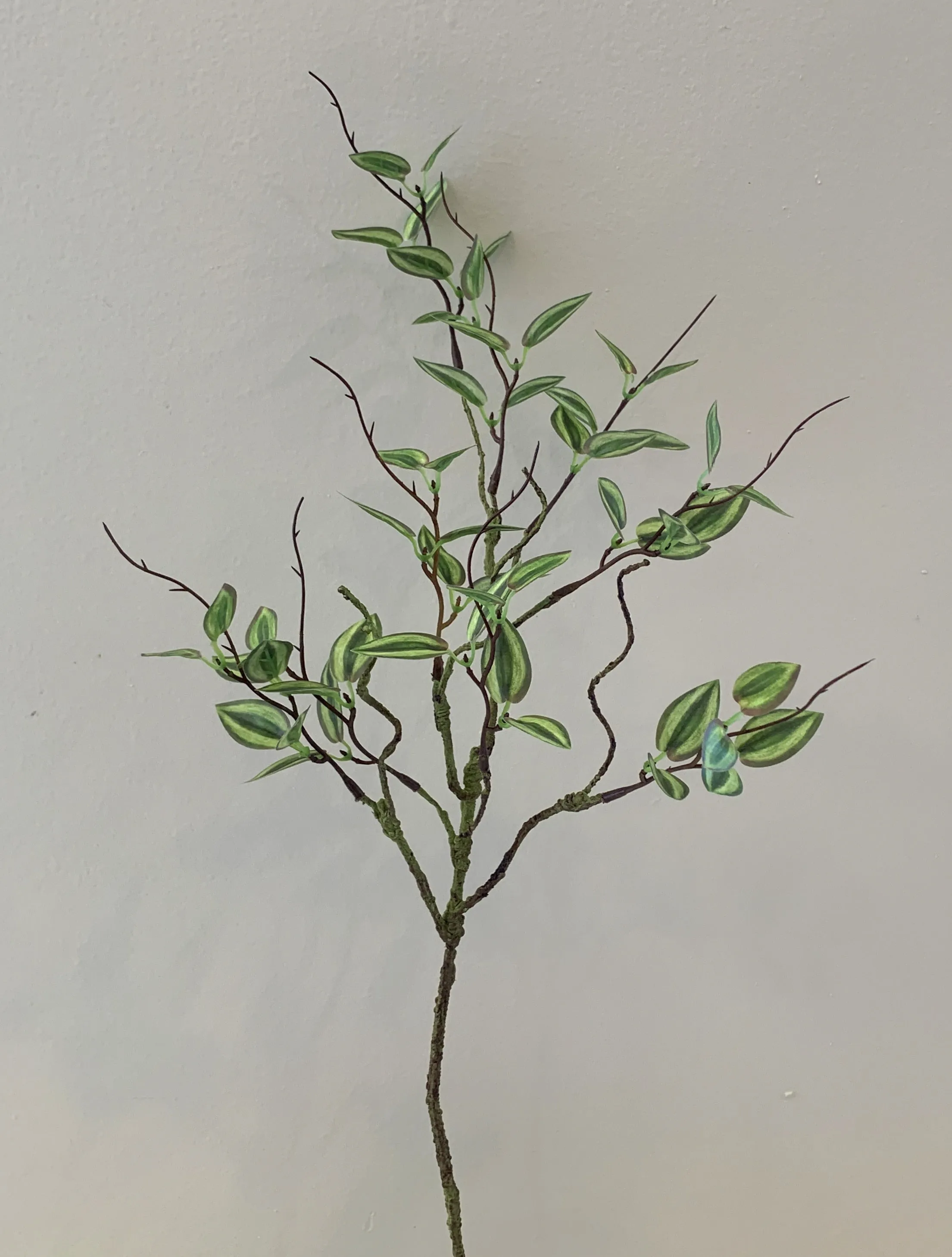 LEA0081 Mini Wandering Jew 58cm