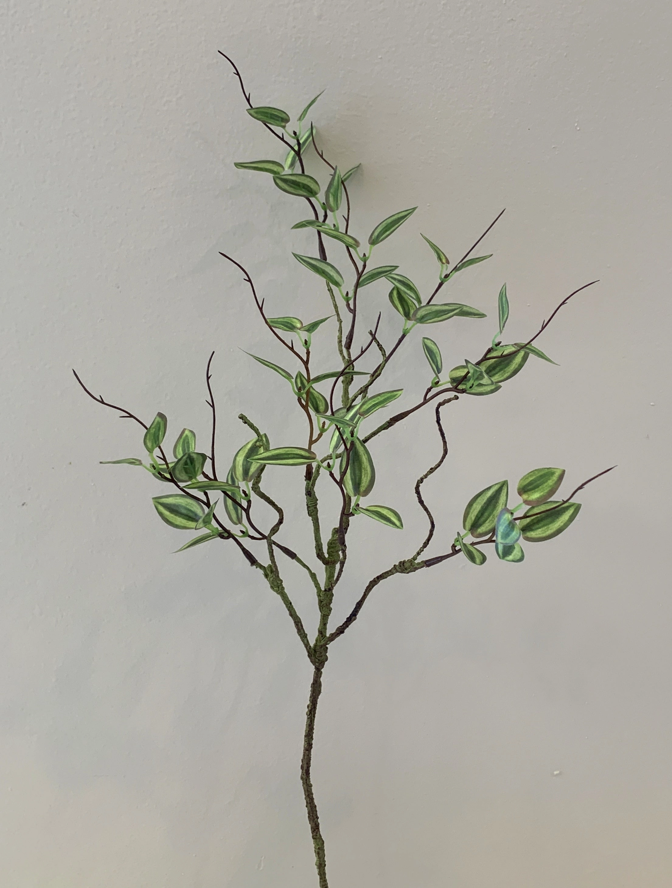 LEA0081 Mini Wandering Jew 58cm