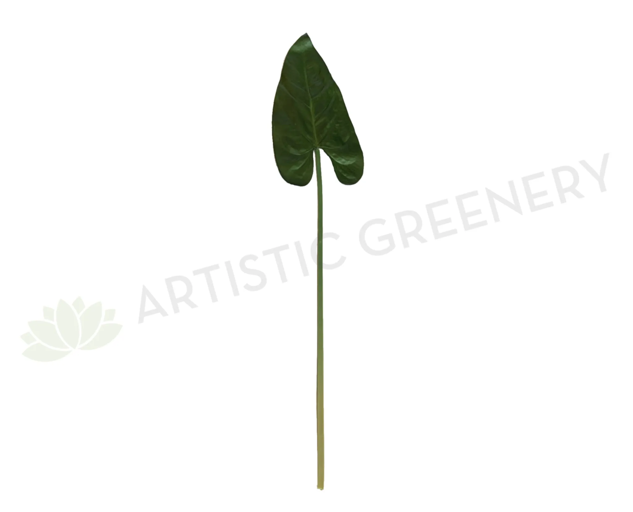 LEA0084 Calla Lily / Elephant Ear Single Leaf 80cm dried green plant  