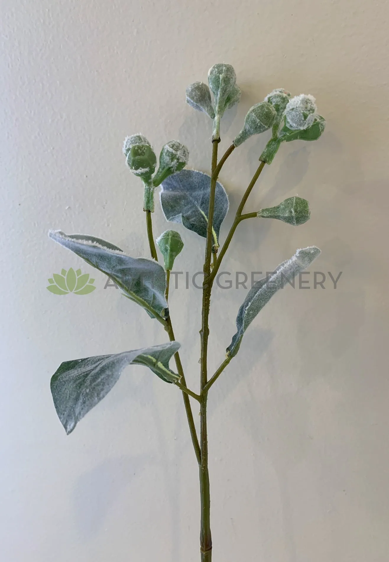LEA0094 Tetragona Nut Stem 68cm
