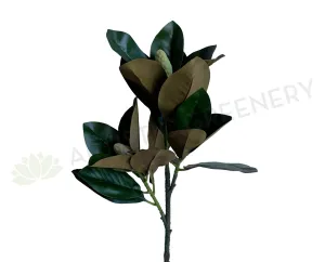 LEA0108 Magnolia Foilage / Branch 75cm dried green plant  
