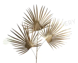 LEA0120 Gold Fan Palm Leaves 70cm dried green plant  