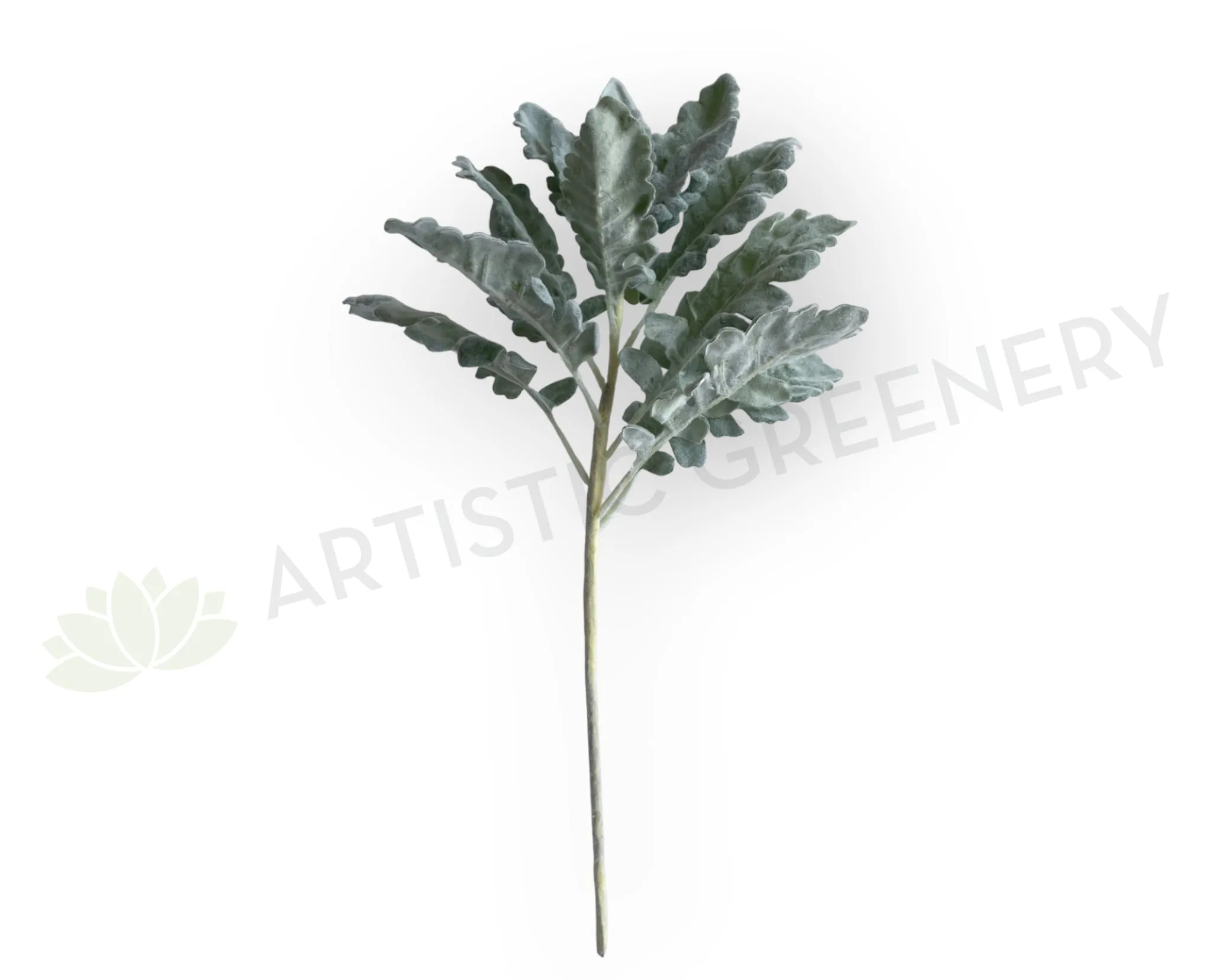 LEA0124 Grey Dusty Miller / Silver Ragwort Foliage 45cm dried green plant  