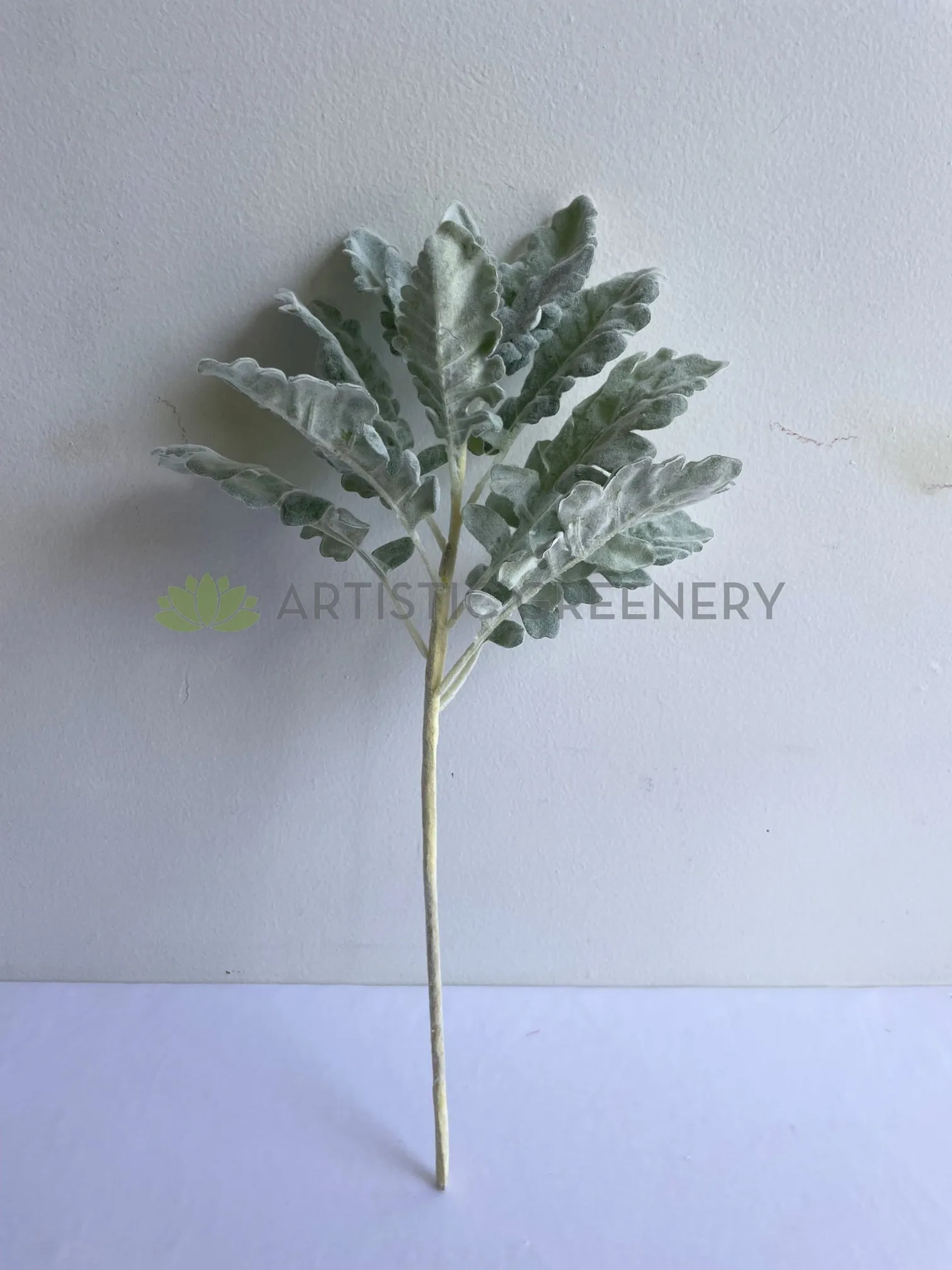 LEA0124 Grey Dusty Miller / Silver Ragwort Foliage 45cm
