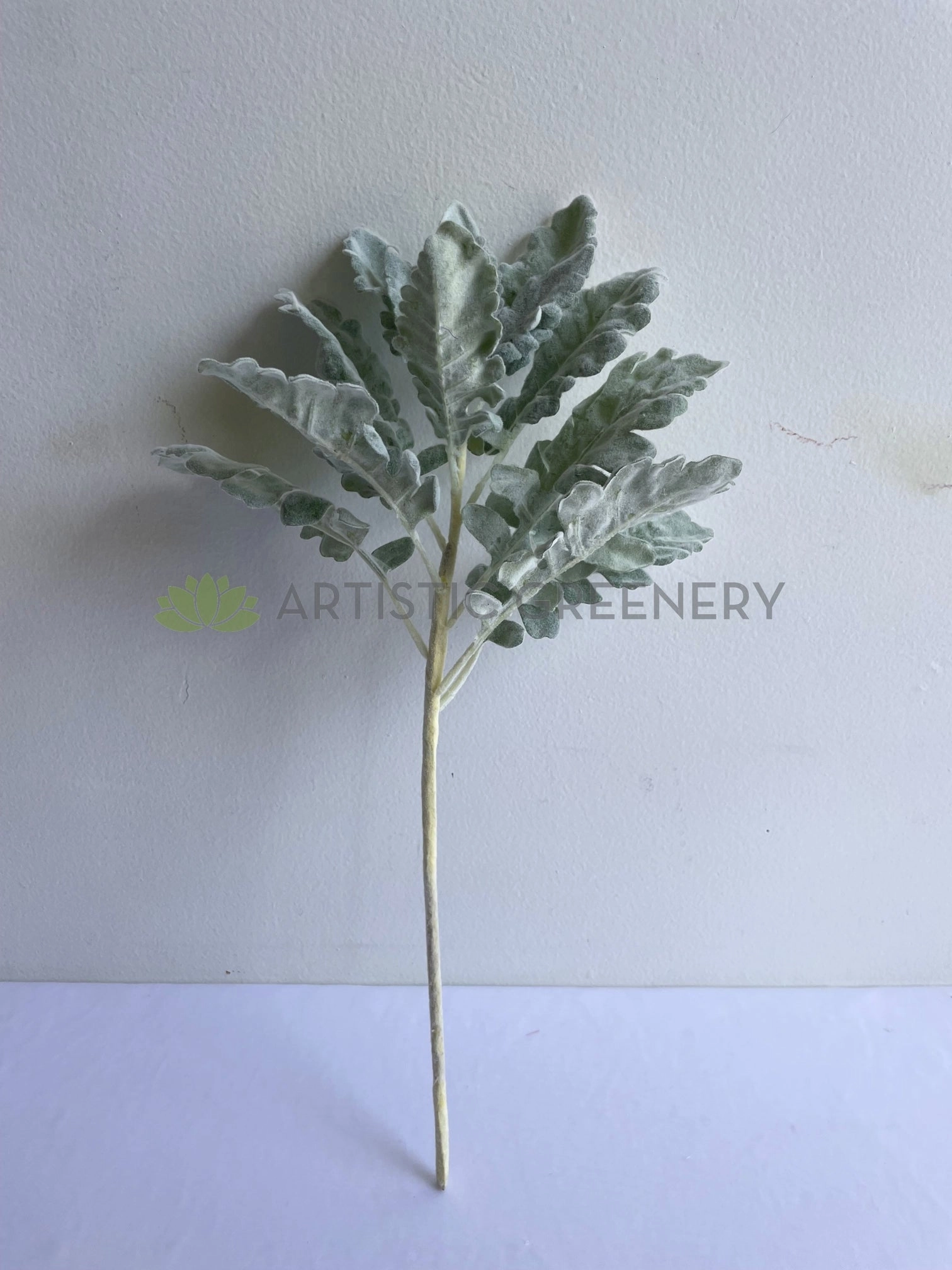 LEA0124 Grey Dusty Miller / Silver Ragwort Foliage 45cm