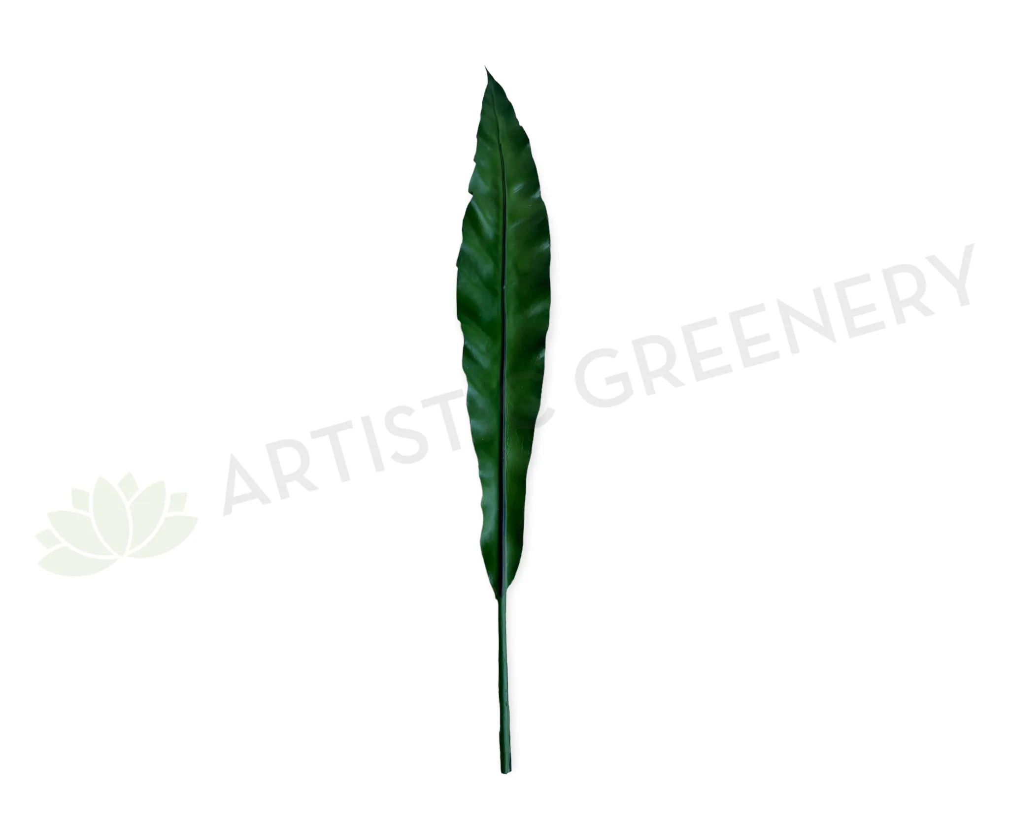 LEA0130 Brid Nest Single Leaf 58cm dried green plant  